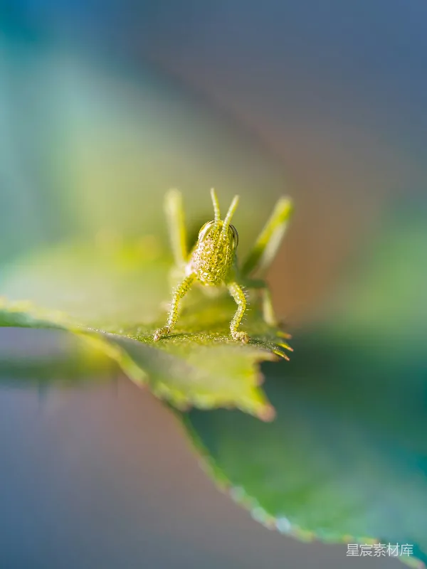 高清摄影 绿叶上的小昆虫