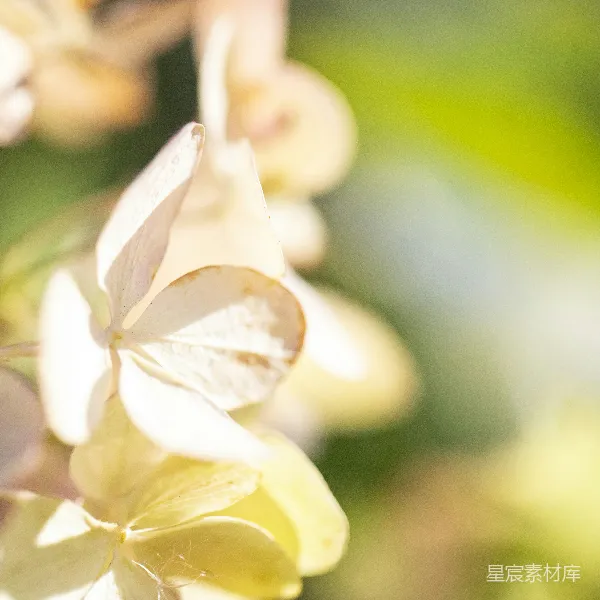 高清摄影 光线下的花瓣特写