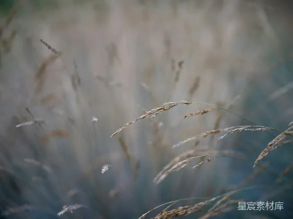 高清摄影 秋日的麦穗