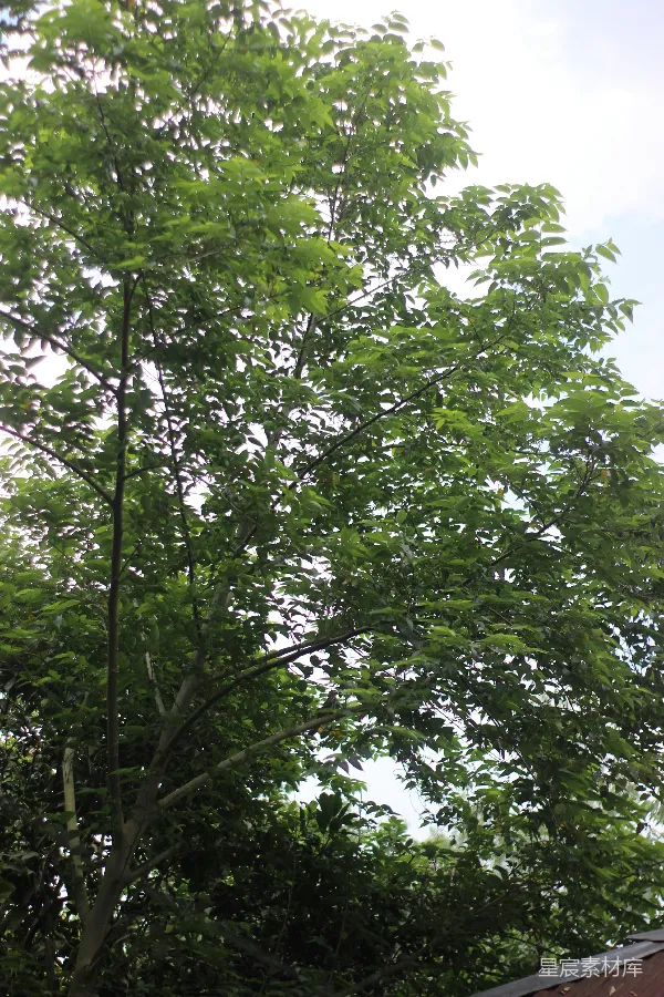 高清摄影 树上的小鸟