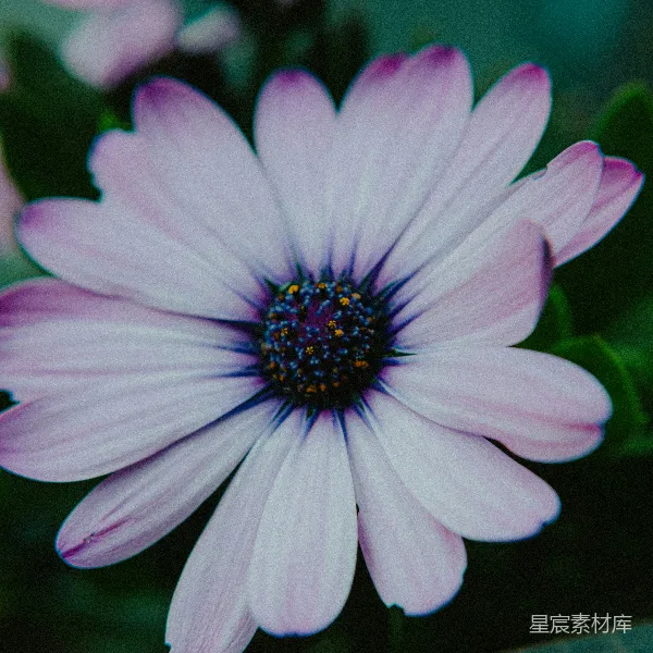 高清摄影 紫色的雏菊