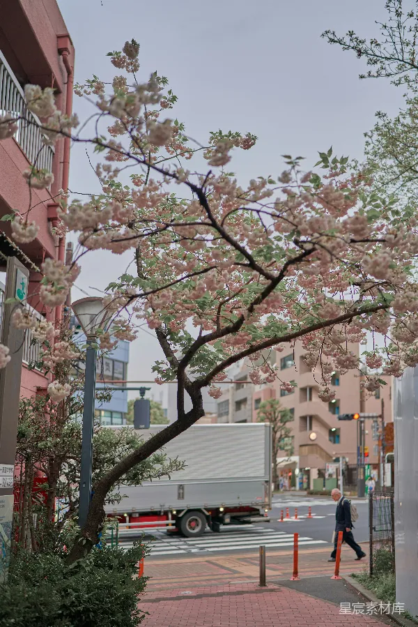 高清摄影 樱花盛开的城市街道