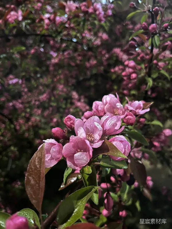 高清摄影 雨后绽放的粉色花朵