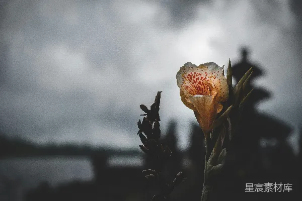 高清摄影 风雨中的花朵