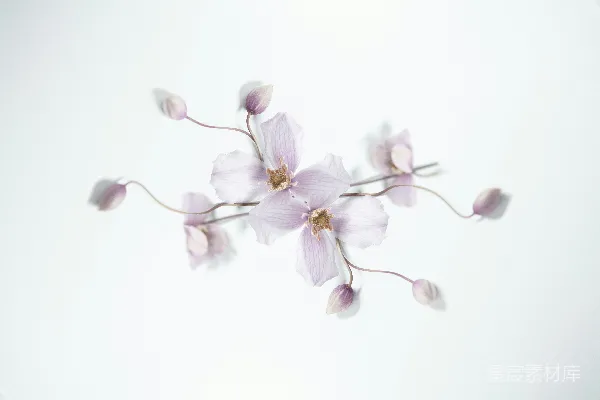 高清摄影 淡紫色花朵的静谧之美