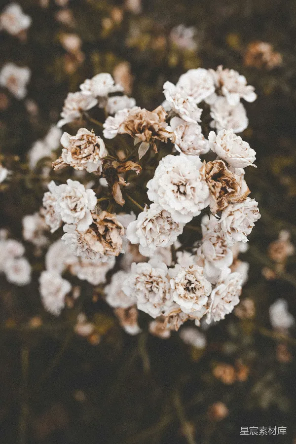 高清摄影 枯萎的白色花朵