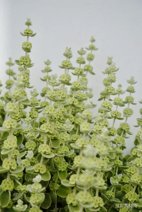 高清摄影 绿植特写：清新自然的植物