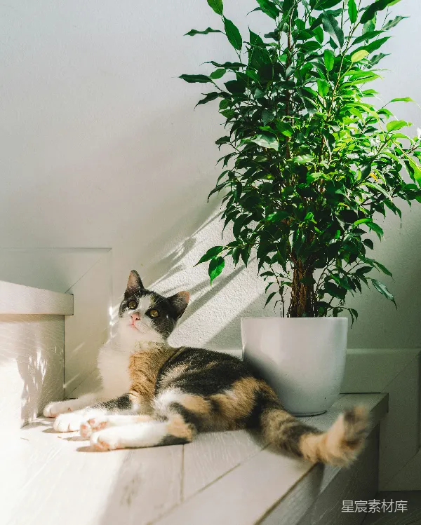 高清摄影 阳光下的猫咪与绿植