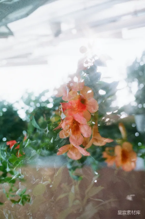 高清摄影 玻璃窗后的花朵