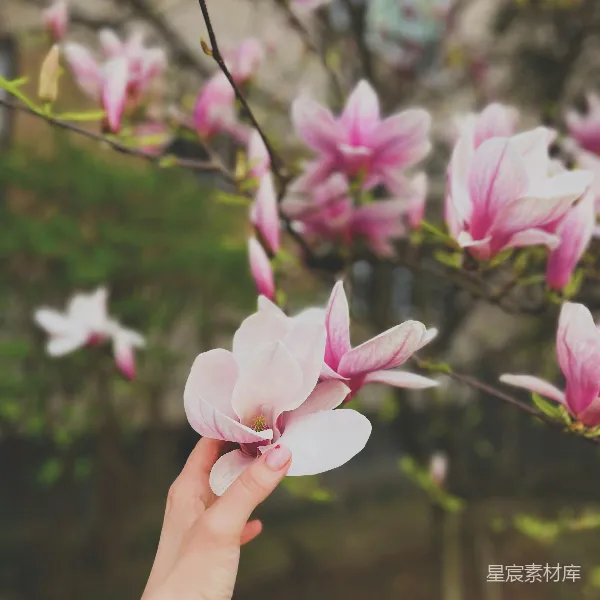 高清摄影 手触玉兰花