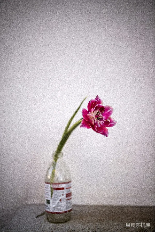 高清摄影 瓶中花的静谧时光