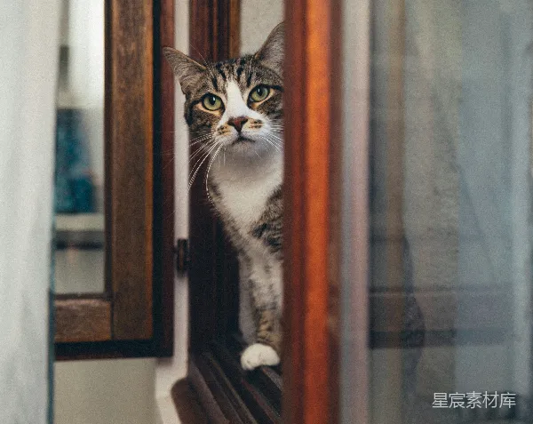 高清摄影 猫儿探头