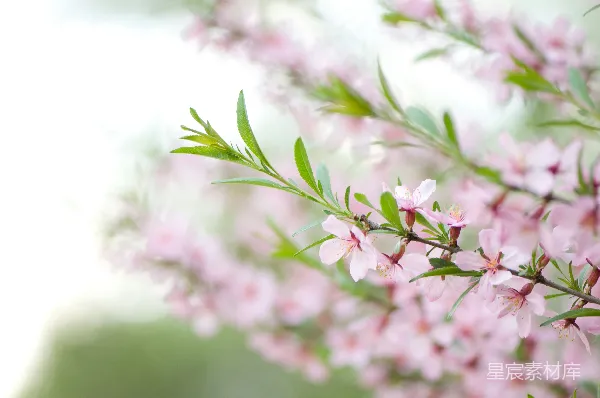 高清摄影 春日桃花盛开