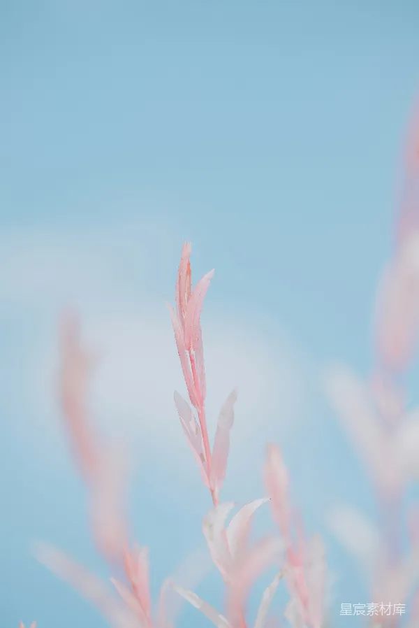 高清摄影 粉嫩植物与蓝天的静谧之美