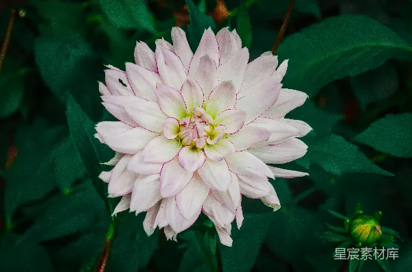 高清摄影 粉白相间的菊花