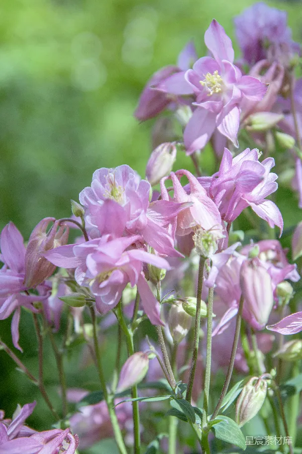 高清摄影 粉紫色的水仙花