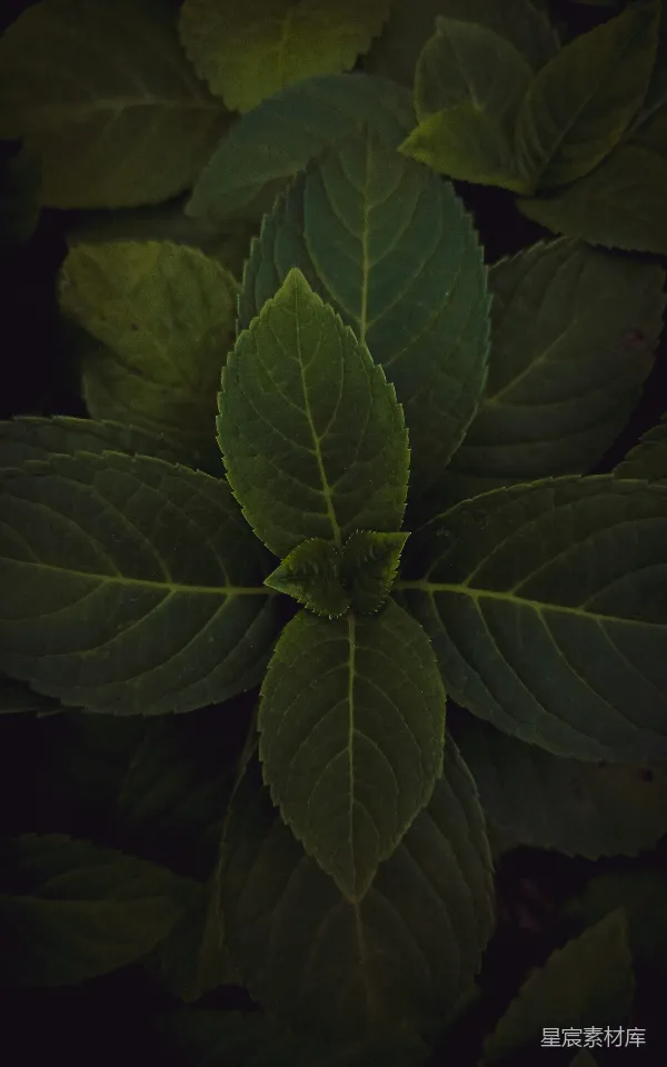 高清摄影 深色调的植物叶片特写