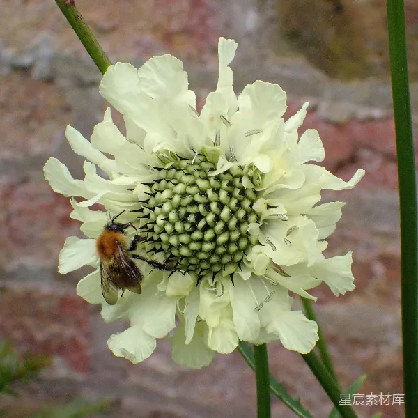 高清摄影 蜜蜂与白色花朵的和谐共舞