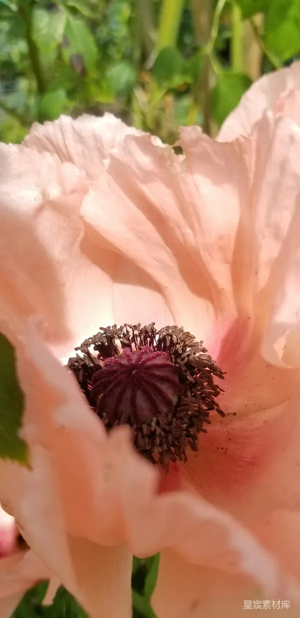高清摄影 粉色罂粟花特写