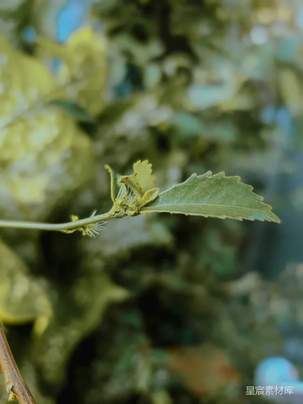 高清摄影 自然中的小生灵：伪装的叶蝉