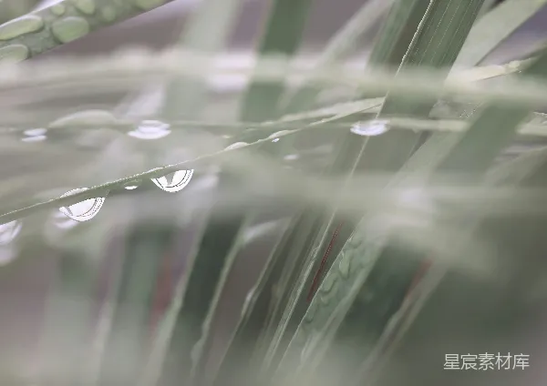 高清摄影 雨后绿叶上的露珠