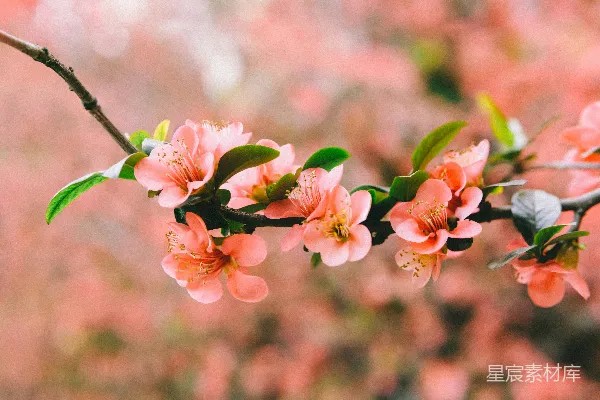 高清摄影 粉嫩花枝春意浓