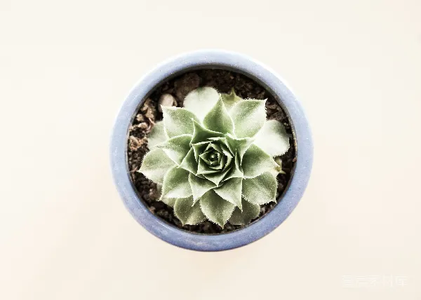 高清摄影 绿植盆栽特写