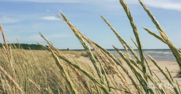 高清摄影 海边的芦苇