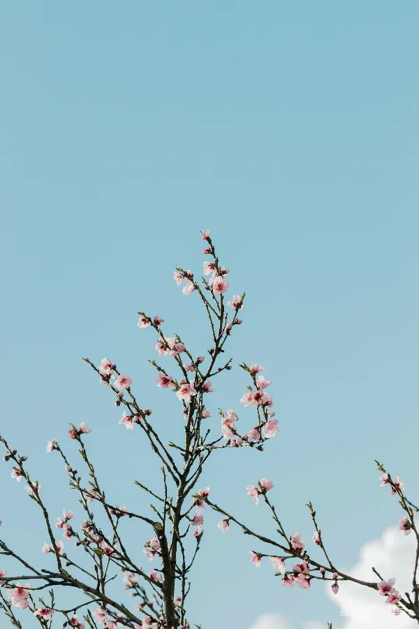 高清摄影 春天的花枝与蓝天