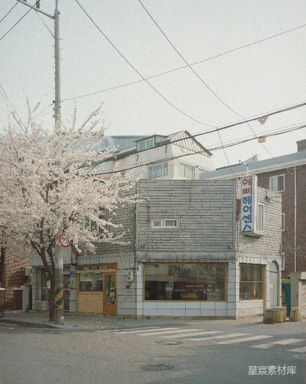 高清摄影 春日里的樱花与街角小店