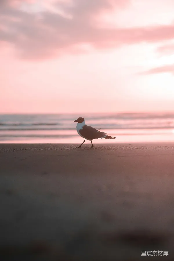高清摄影 黄昏海滩上的海鸥