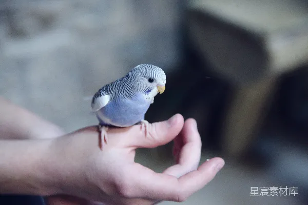 高清摄影 手上的小鹦鹉
