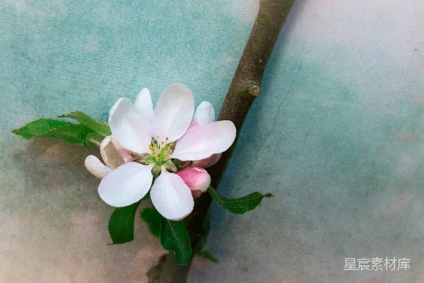 高清摄影 春日花枝上的粉白花朵