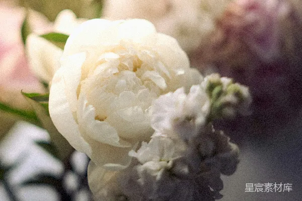 高清摄影 柔美白花特写