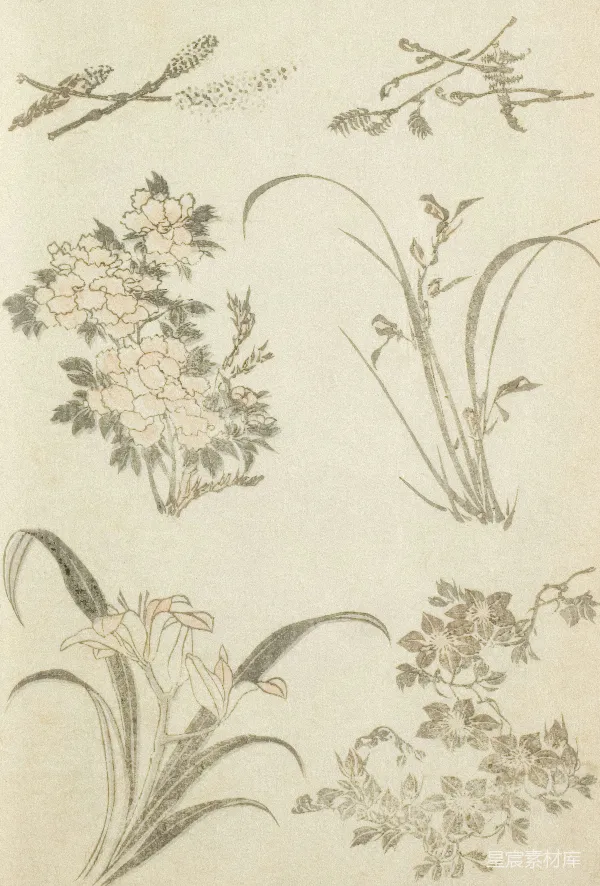高清摄影 古典花卉图集