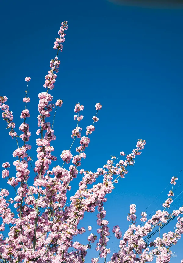 高清摄影 春天的樱花树