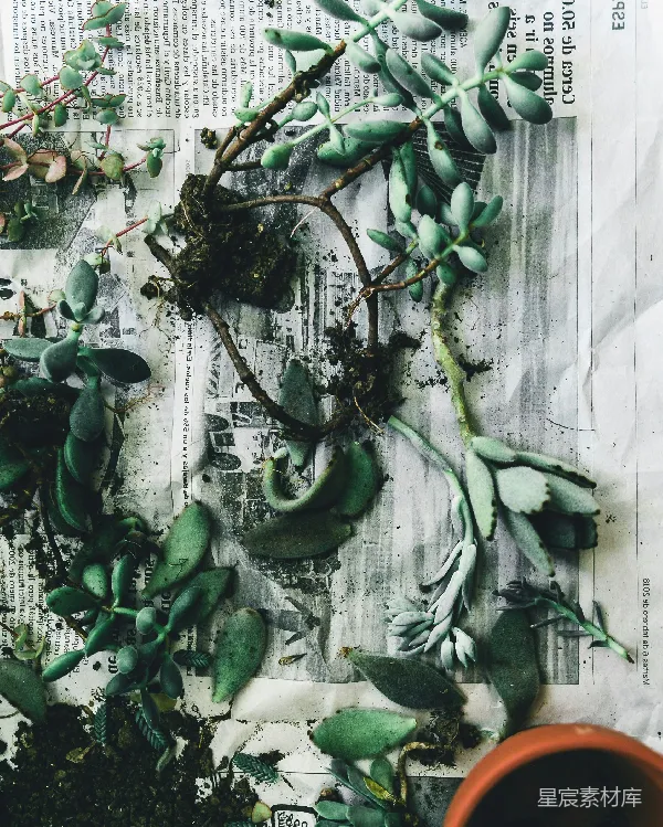高清摄影 多肉植物移植与土壤准备