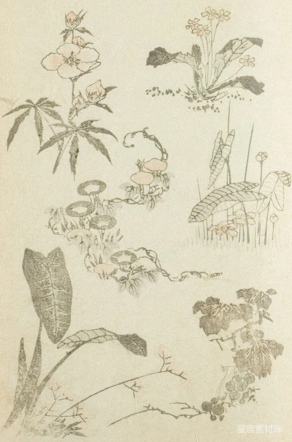 高清摄影 传统植物插画集