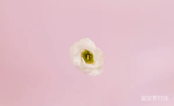 高清摄影 白色花朵与粉红色背景