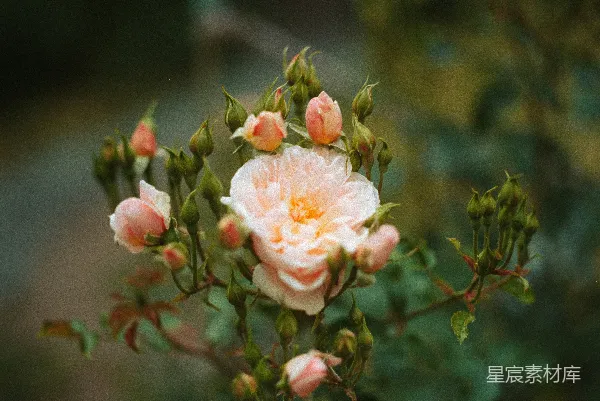 高清摄影 粉色玫瑰与花蕾的柔美绽放