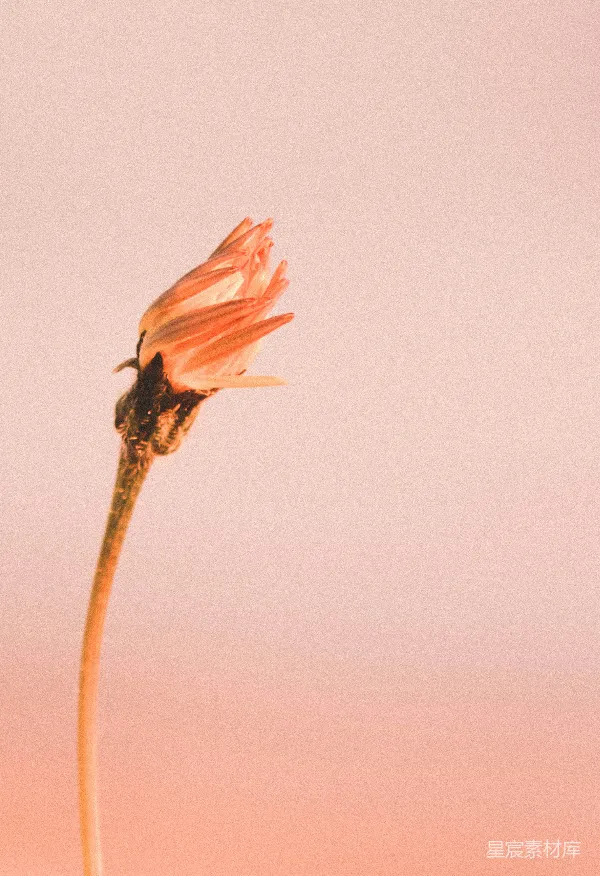高清摄影 夕阳下的枯萎花朵