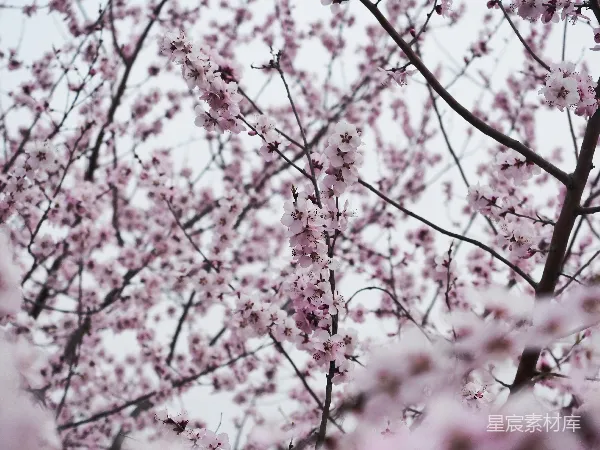 高清摄影 粉嫩樱花盛开
