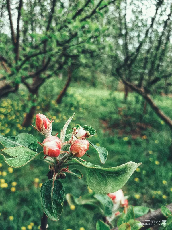 高清摄影 雨后花园的粉色花苞