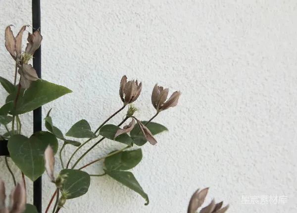 高清摄影 垂死的花朵与墙