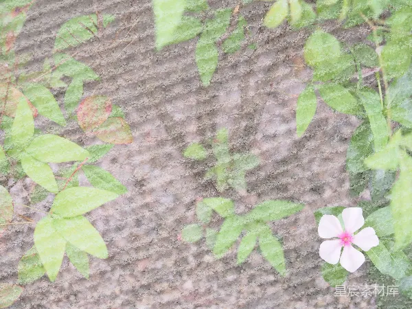高清摄影 霜降后的小花与绿叶