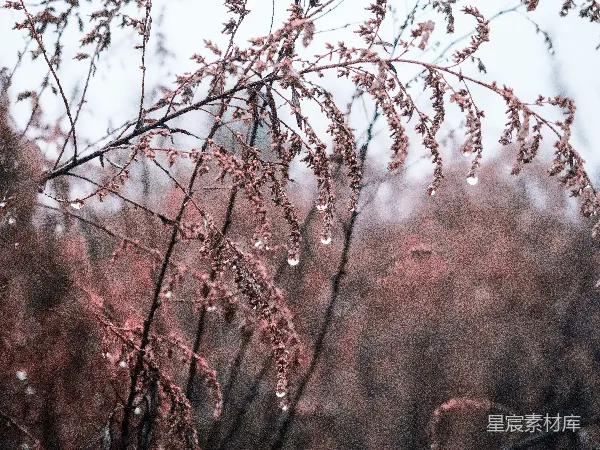 高清摄影 冬日晨露