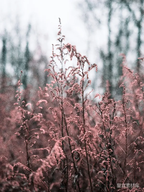 高清摄影 冬日雪中的野花