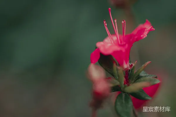 高清摄影 粉红色花朵的细腻特写