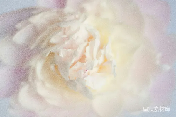 高清摄影 淡雅玫瑰花瓣特写