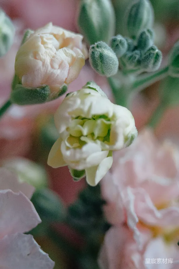 高清摄影 花朵特写：柔和的粉白色花瓣与绿色花蕾